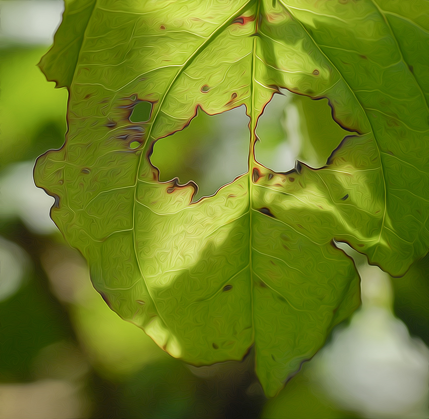 Blatt_DDD4594 als Smartobjekt-1 kopieren als Smartobjekt-1 kopieren.jpg